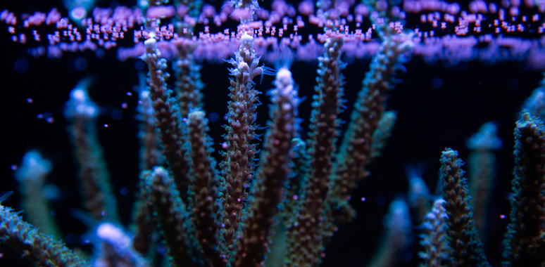 Canon, Araştırmacılarla İşbirliği Yaparak Dünyanın Her Yerindeki Mercan Resiflerinin Korunmasına Destek Oluyor